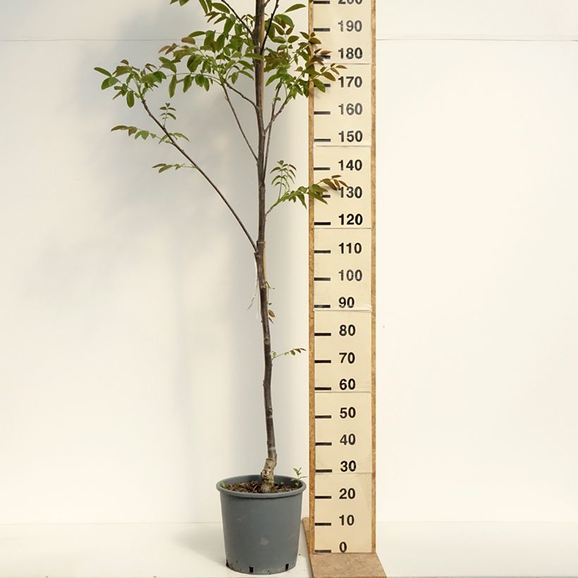 Spécimen de Noyer commun Weinsberg 1 - Juglans regia  Pot de 18L/20L, Baliveau tel que livré au printemps