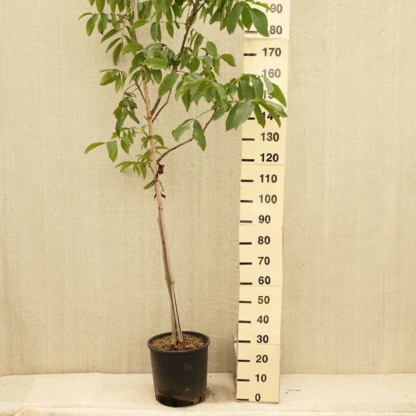 Spécimen de Noyer Franquette - Noix de Grenoble Pot de 12L/15L, Baliveau tel que livré en été