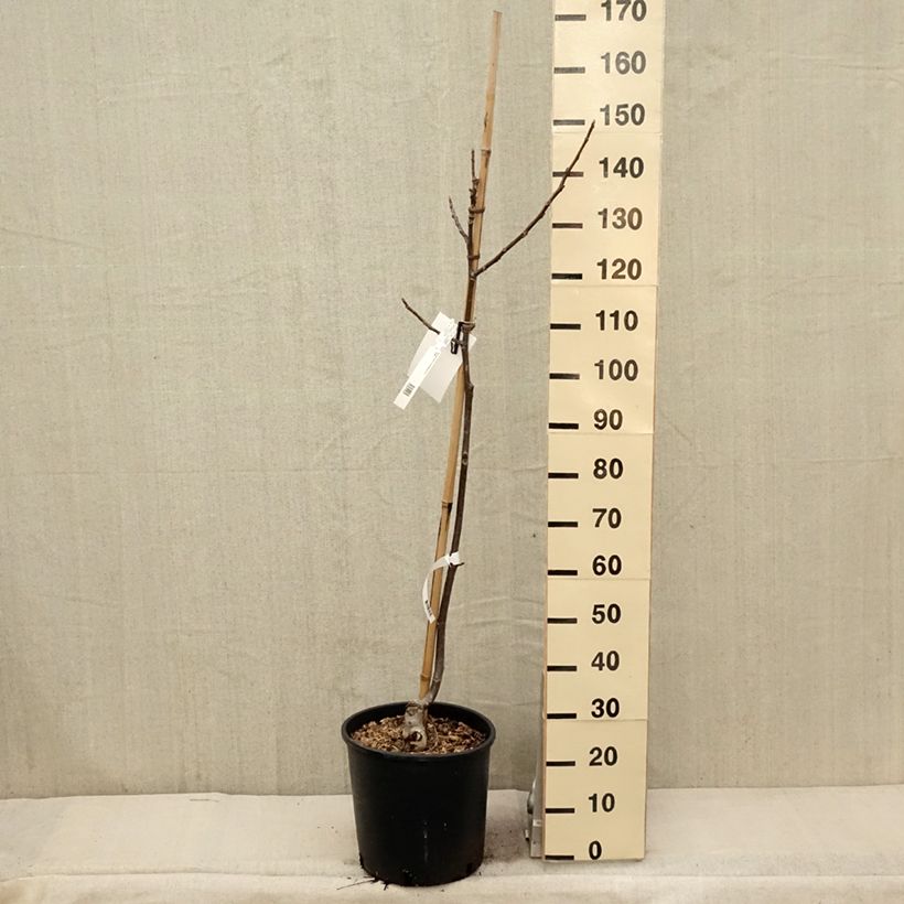 Spécimen de Noyer Franquette - Noix de Grenoble Pot de 12L/15L, BaliveauHauteur livrée env. 125/150cm tel que livré au printemps
