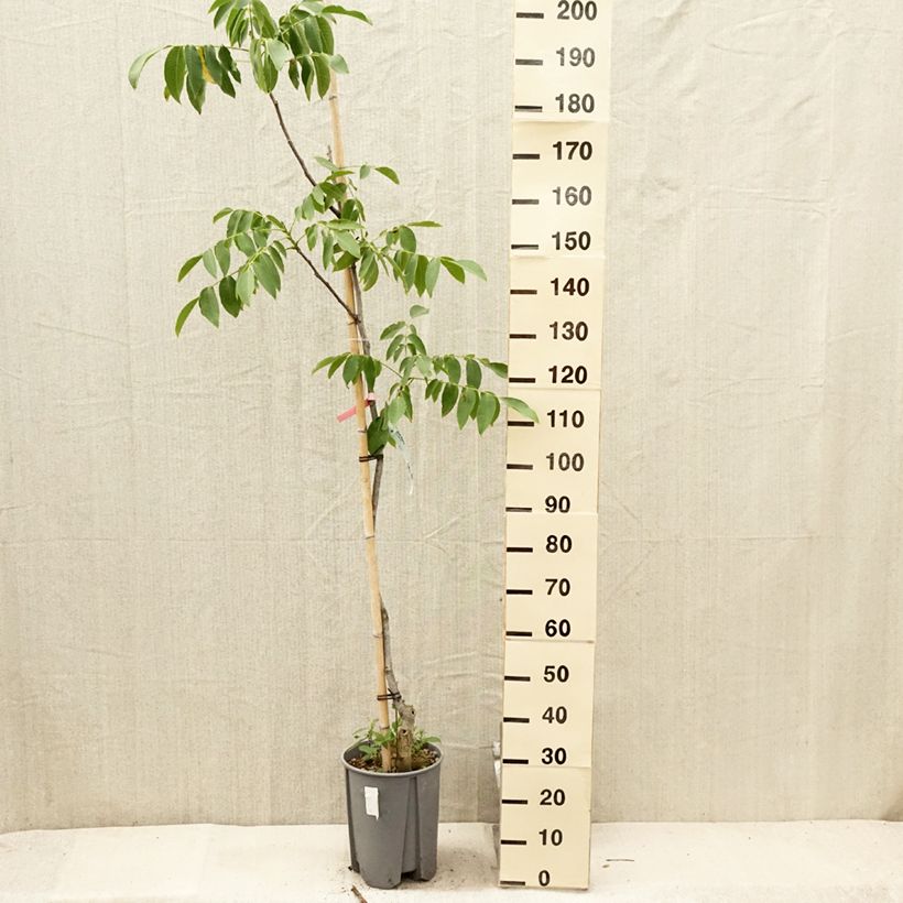 Spécimen de Noyer Franquette - Noix de Grenoble Pot de 7,5L/10L, Demi-Tige tel que livré en été