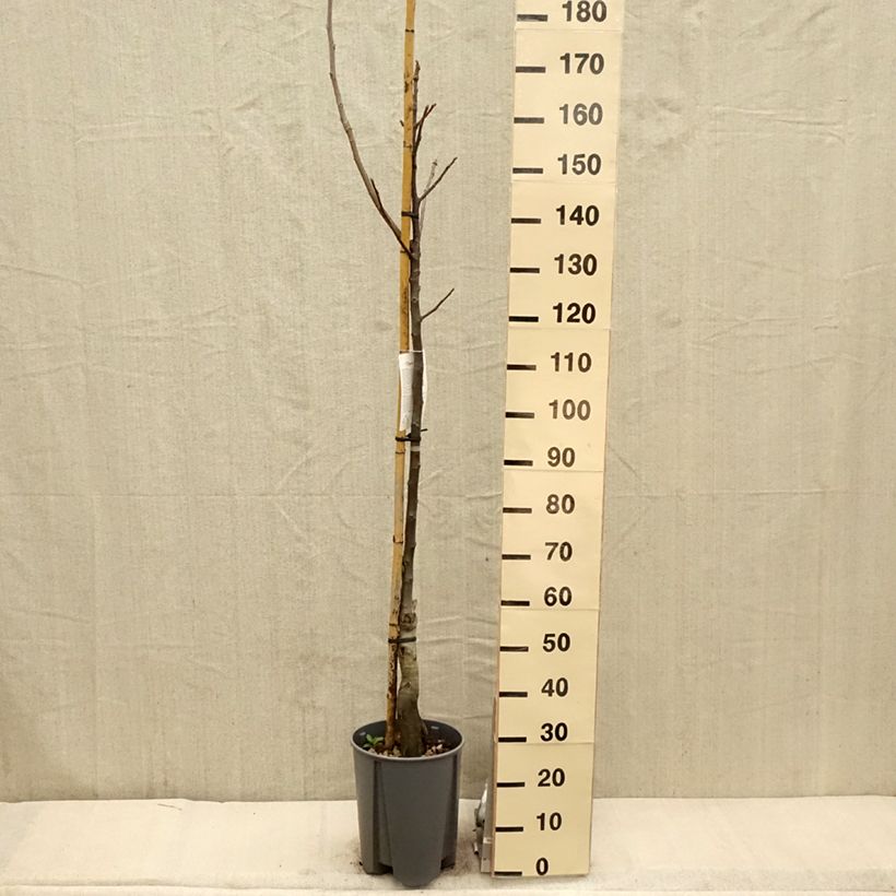 Spécimen de Noyer Franquette - Noix de Grenoble Pot de 7,5L/10L, Demi-TigeHauteur livrée env. 150/175cm tel que livré au printemps