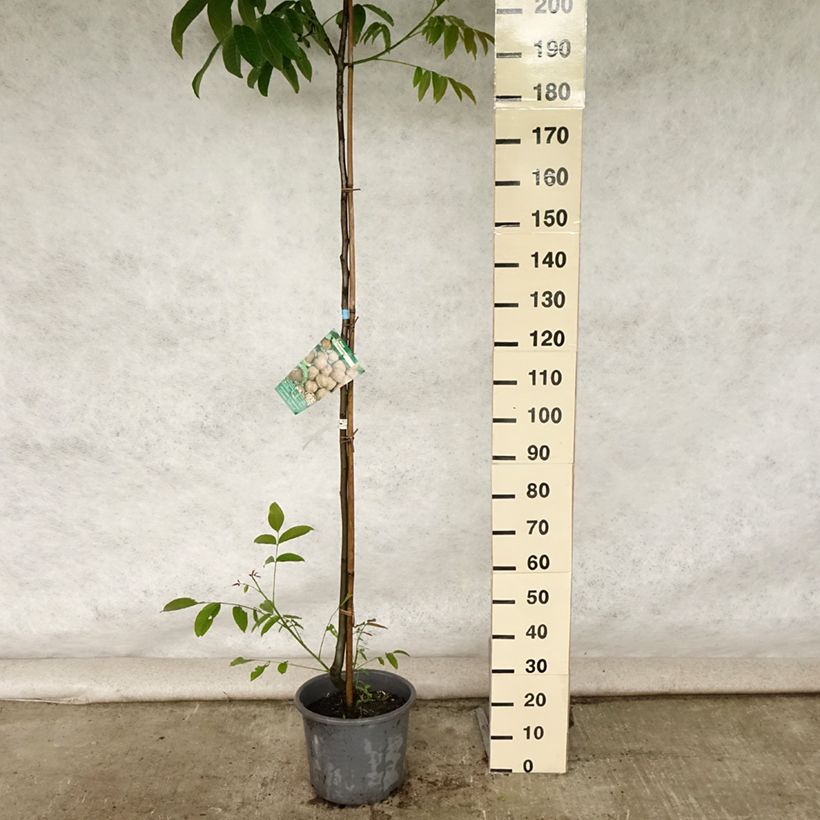 Spécimen de Noyer Parisienne - Noix de Grenoble Pot de 18L/20L, Baliveau tel que livré en été