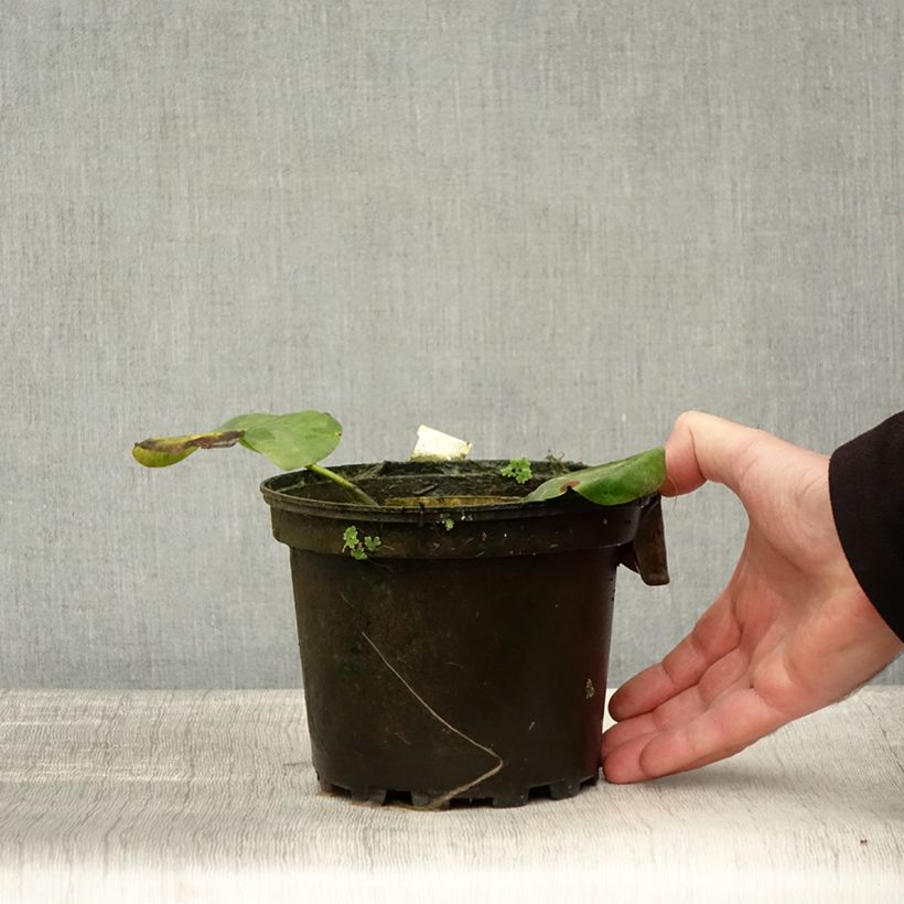 Spécimen de Nymphaea Alba Delicata - Nénuphar blanc rustique Pot de 1,5L/2L tel que livré en automne