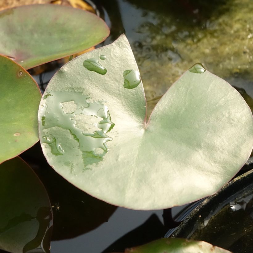 Nymphaea Amabilis - Nénuphar rose rustique (Feuillage)