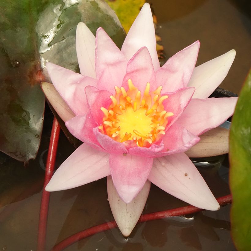 Nymphaea Amabilis - Nénuphar rose rustique (Floraison)