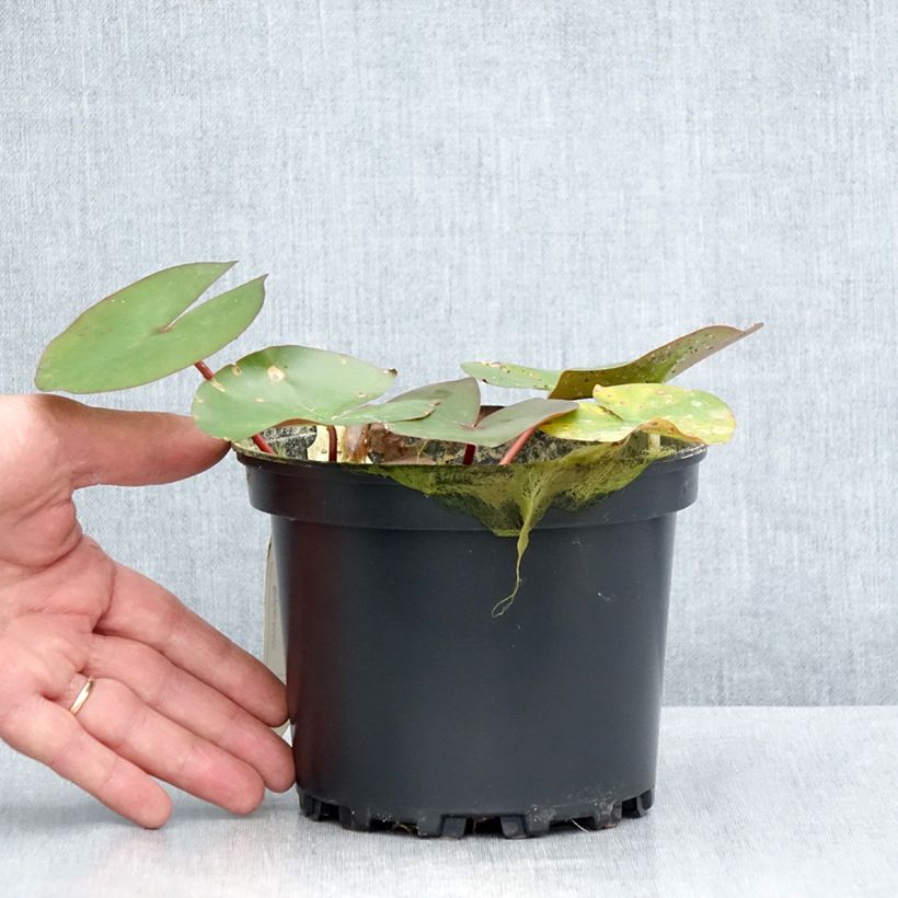 Spécimen de Nymphaea Amabilis - Nénuphar rose rustique Pot de 1,5L/2L tel que livré en été