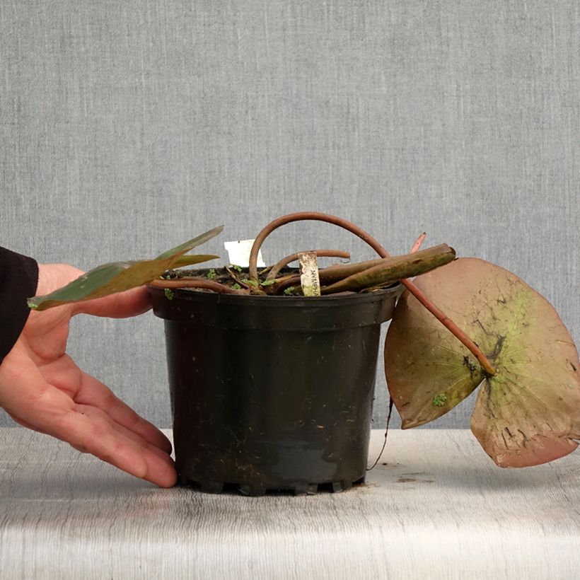 Spécimen de Nymphaea Amabilis - Nénuphar rose rustique Pot de 1,5L/2L tel que livré au printemps