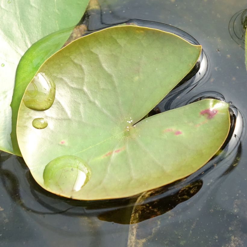 Nymphaea American Star - Nénuphar rustique rose (Feuillage)