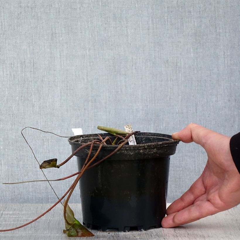 Spécimen de Nymphaea Barbara Davies - Nénuphar rustique - Pot de 1,5L/2L tel que livré au printemps