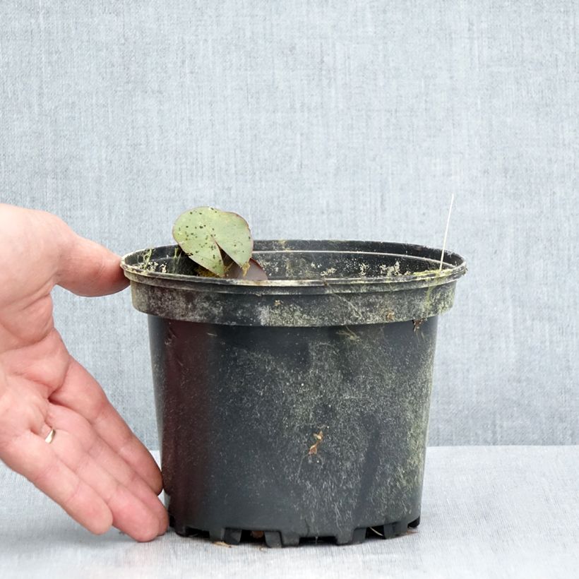 Spécimen de Nymphaea Bateau - Nénuphar rustique rouge Pot de 1,5L/2L tel que livré en été