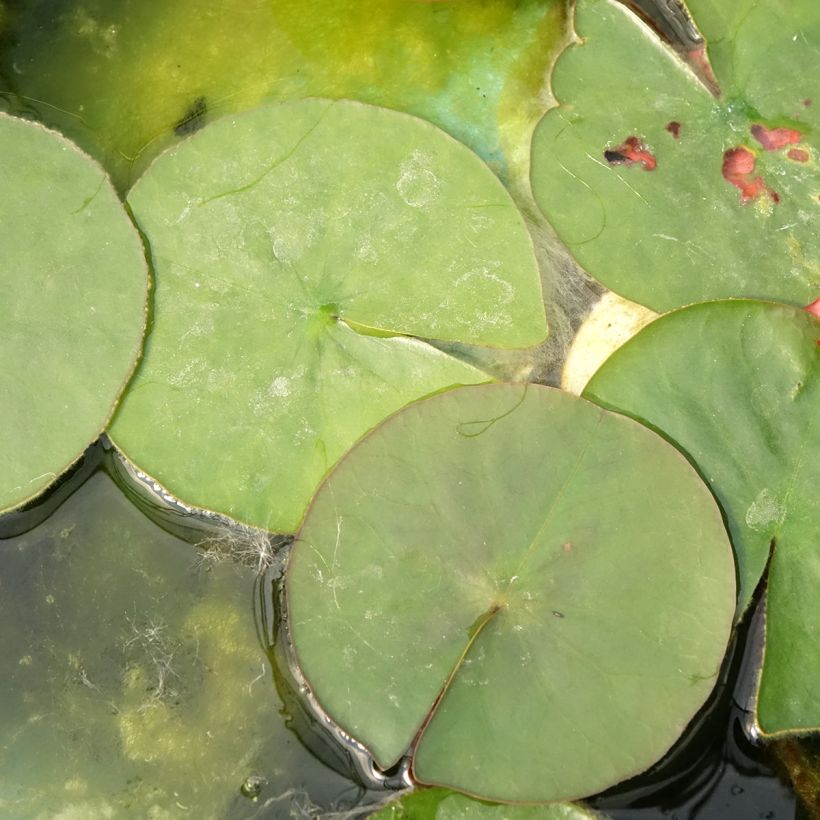Nymphaea Burgundy Princess - Nénuphar rustique (Feuillage)