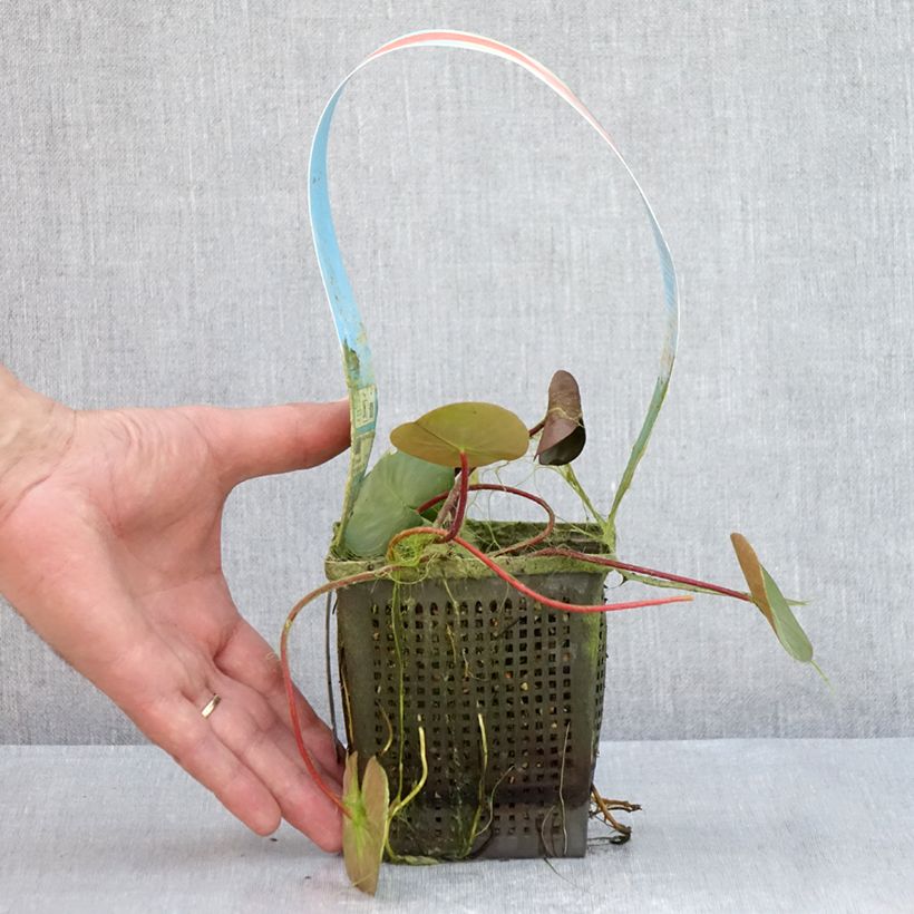 Spécimen de Nymphaea Burgundy Princess - Nénuphar rustique Pot de 1L/1,5L tel que livré en été