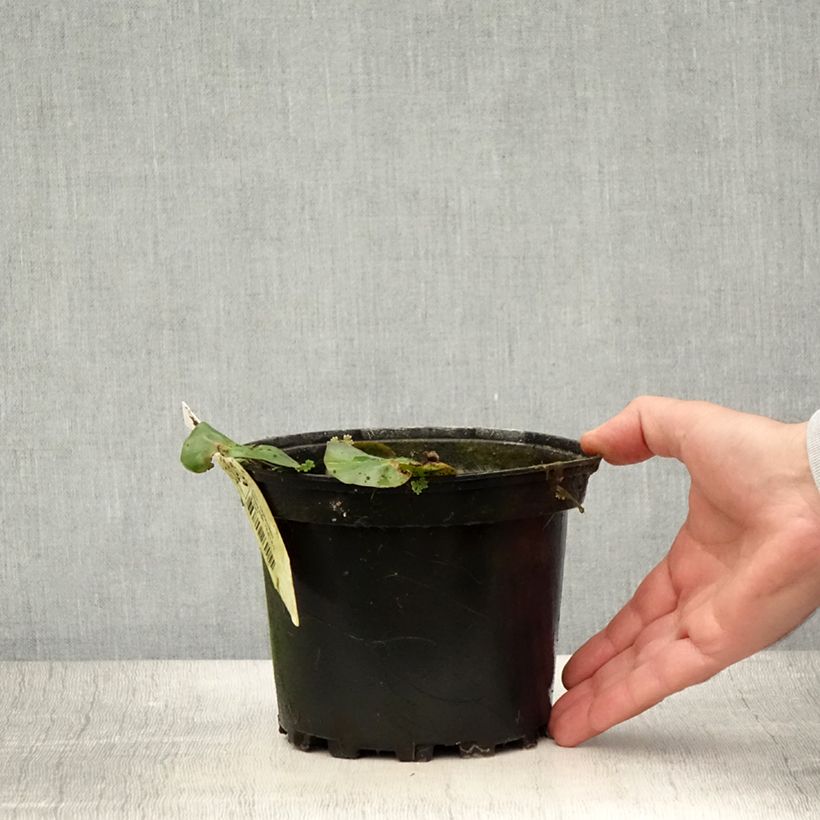 Spécimen de Nymphaea candida - Nénuphar luisant Pot de 1,5L/2L tel que livré en été