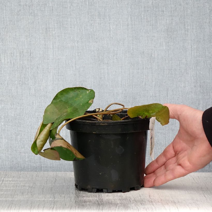 Spécimen de Nymphaea candida - Nénuphar luisant - Pot de 1,5L/2L tel que livré au printemps