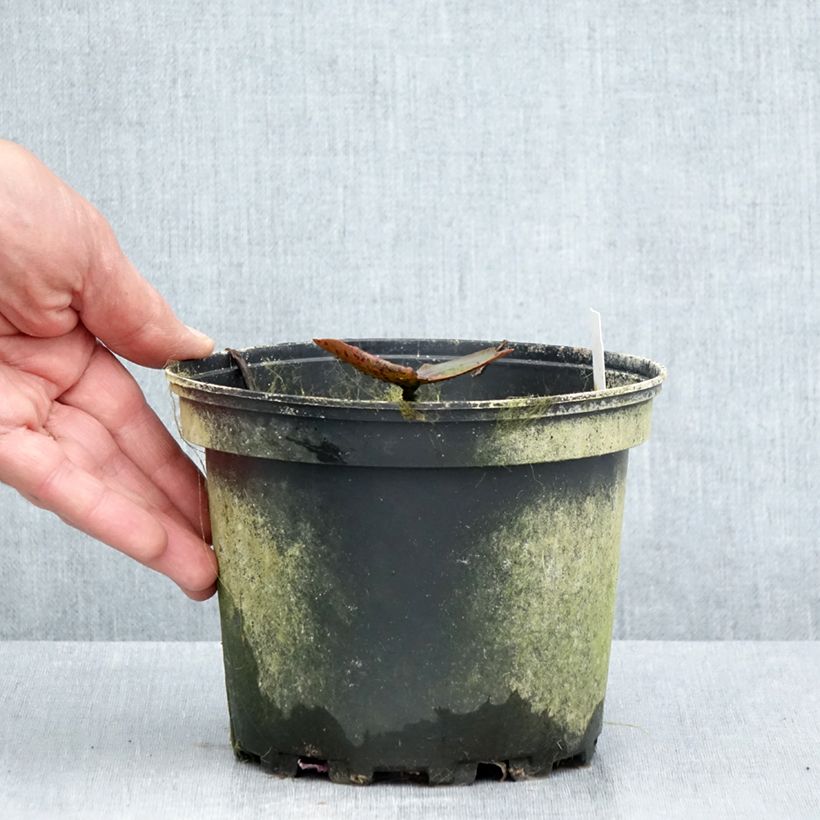 Spécimen de Nymphaea Carolina Sunset - Nénuphar rustique, jaune et pêche cuivré Pot de 1,5L/2L tel que livré en été