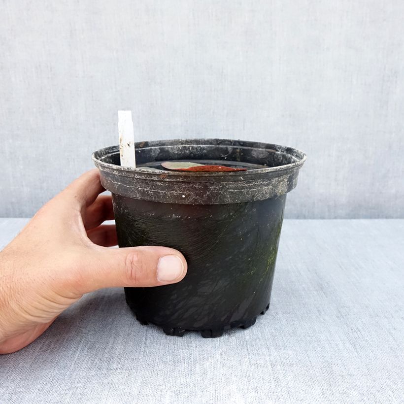 Spécimen de Nymphaea Charlene Strawn - Nénuphar rustique parfumé Pot de 1,5L/2L tel que livré en été
