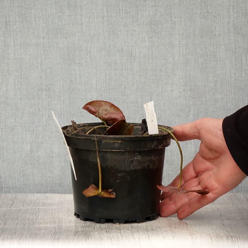 Spécimen de Nymphaea Charlene Strawn - Nénuphar rustique parfumé Pot de 1,5L/2L tel que livré au printemps