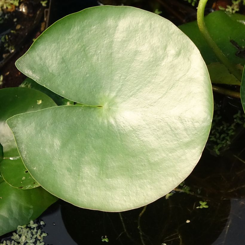 Nymphaea Charles de Meurville - Nénuphar rustique (Feuillage)