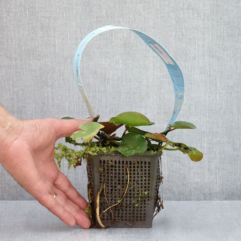 Spécimen de Nymphaea Charles de Meurville - Nénuphar rustique Pot de 1L/1,5L tel que livré en été