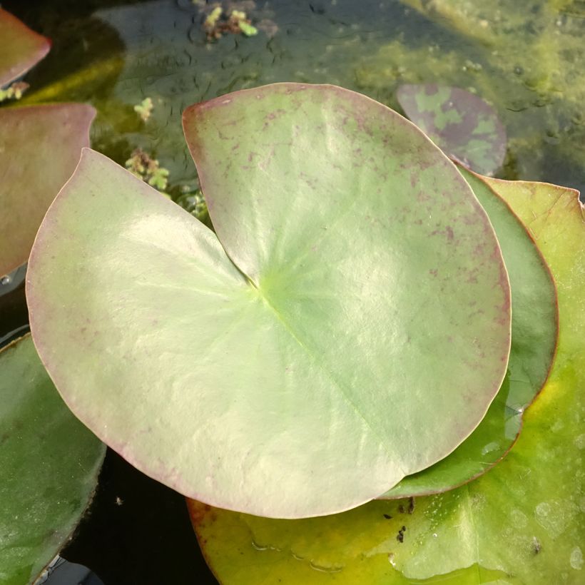 Nymphaea Clyde Ikins - Nénuphar rustique jaune cuivré (Feuillage)