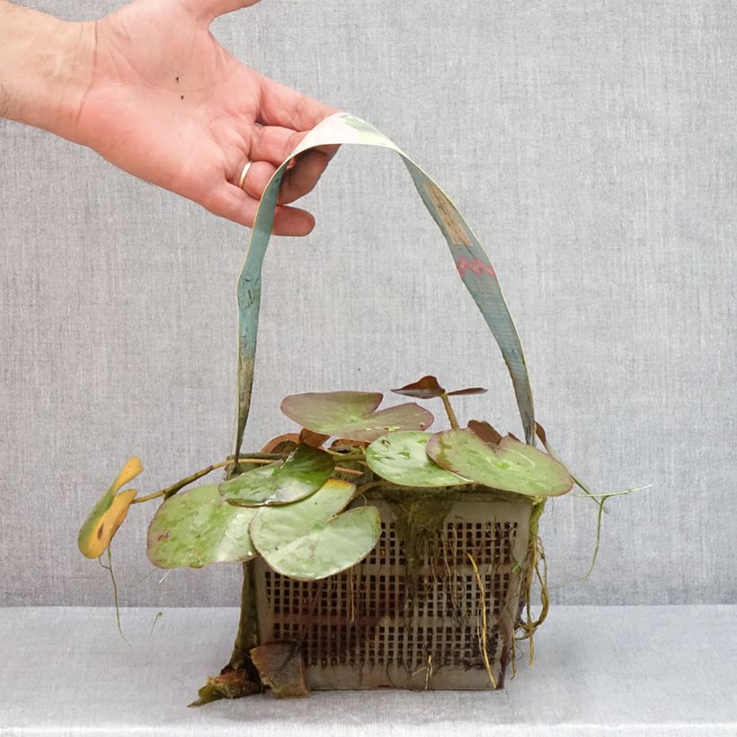 Spécimen de Nymphaea Clyde Ikins - Nénuphar rustique jaune cuivré Pot de 3L/4L tel que livré en été