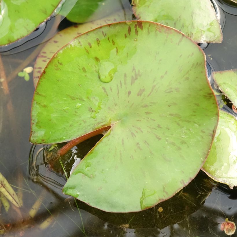 Nymphaea Comanche - Nénuphar rustique rose saumon (Feuillage)