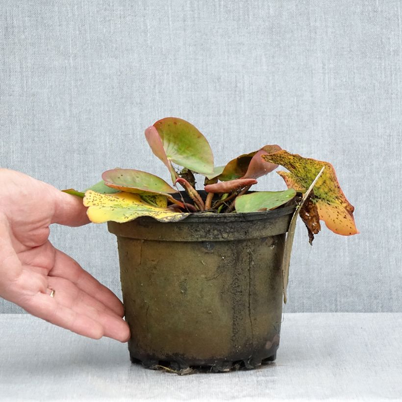 Spécimen de Nymphaea Conqueror - Nénuphar rustique rouge Pot de 1,5L/2L tel que livré en été