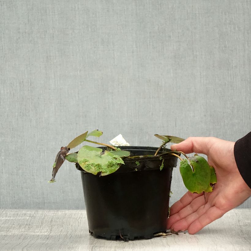 Spécimen de Nymphaea Cynthia Ann - Nénuphar rustique cuivré Pot de 1,5L/2L tel que livré en automne