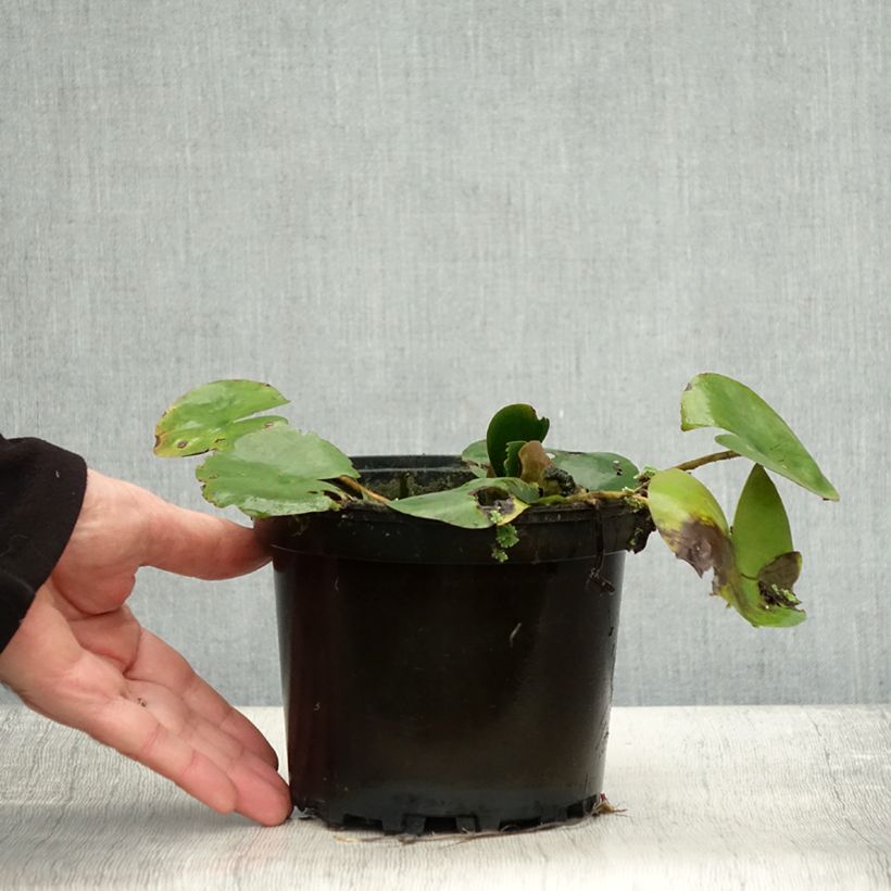 Spécimen de Nymphaea Dahlia - Nénuphar rustique rose double Pot de 1,5L/2L tel que livré en automne