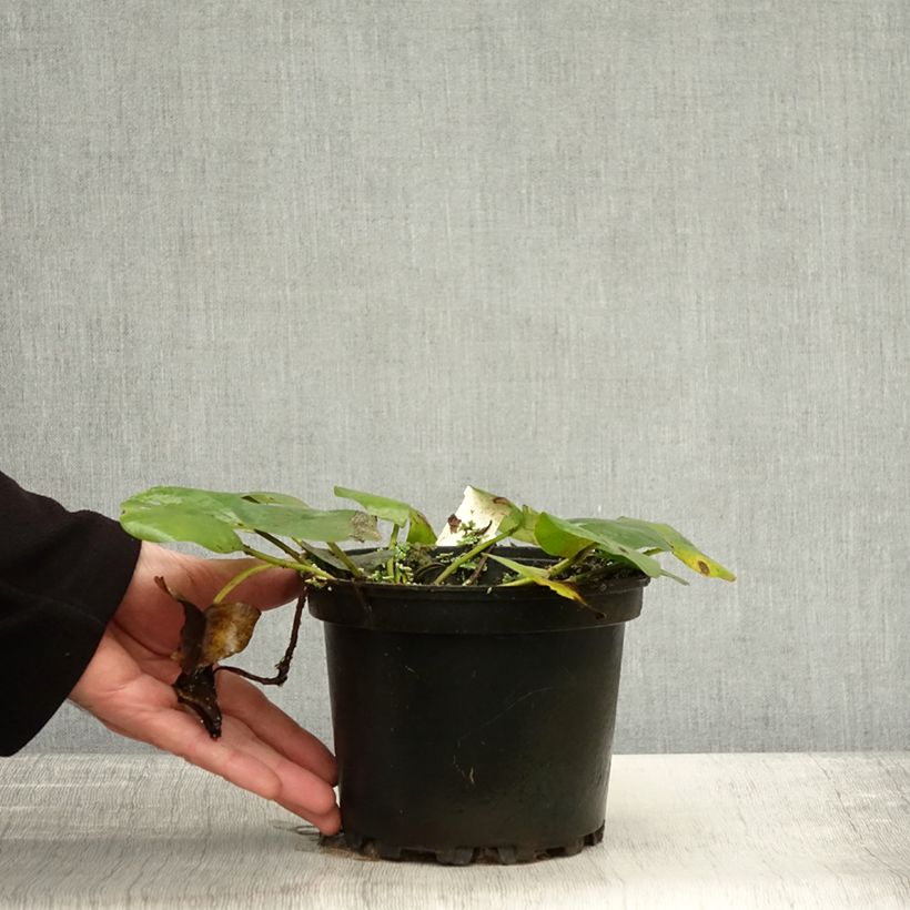 Spécimen de Nymphaea Denver - Nénuphar rustique fleurs doubles ivoire Pot de 1,5L/2L tel que livré en automne