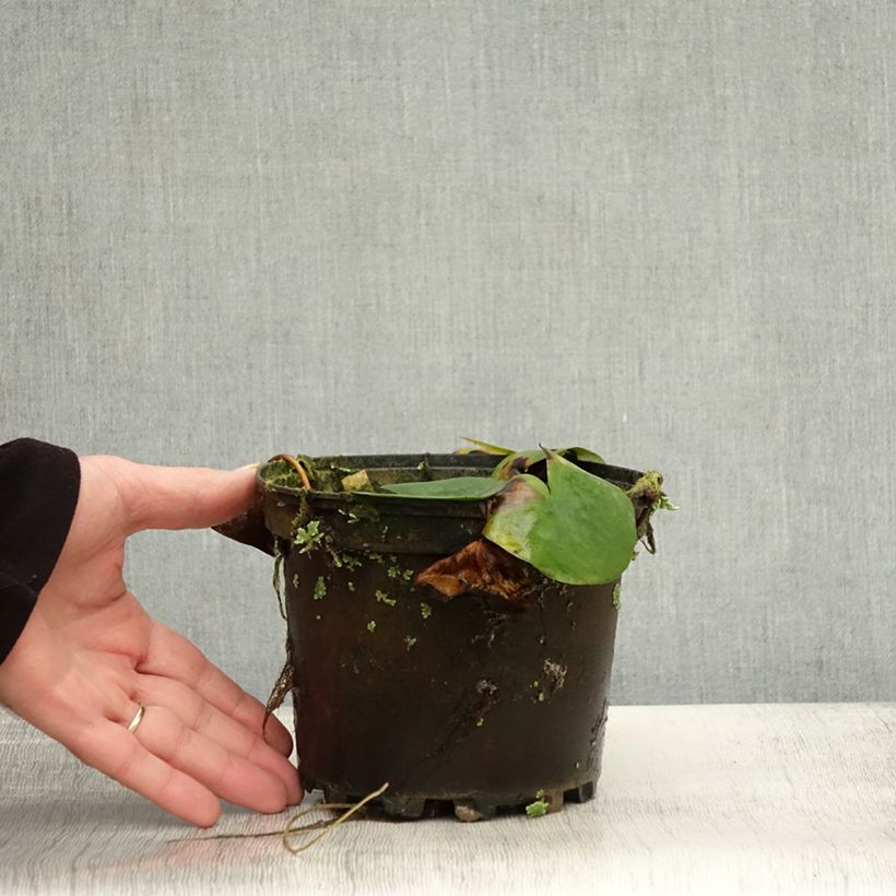 Spécimen de Nymphaea Ellisiana - Nénuphar rustique rouge Pot de 1,5L/2L tel que livré en automne