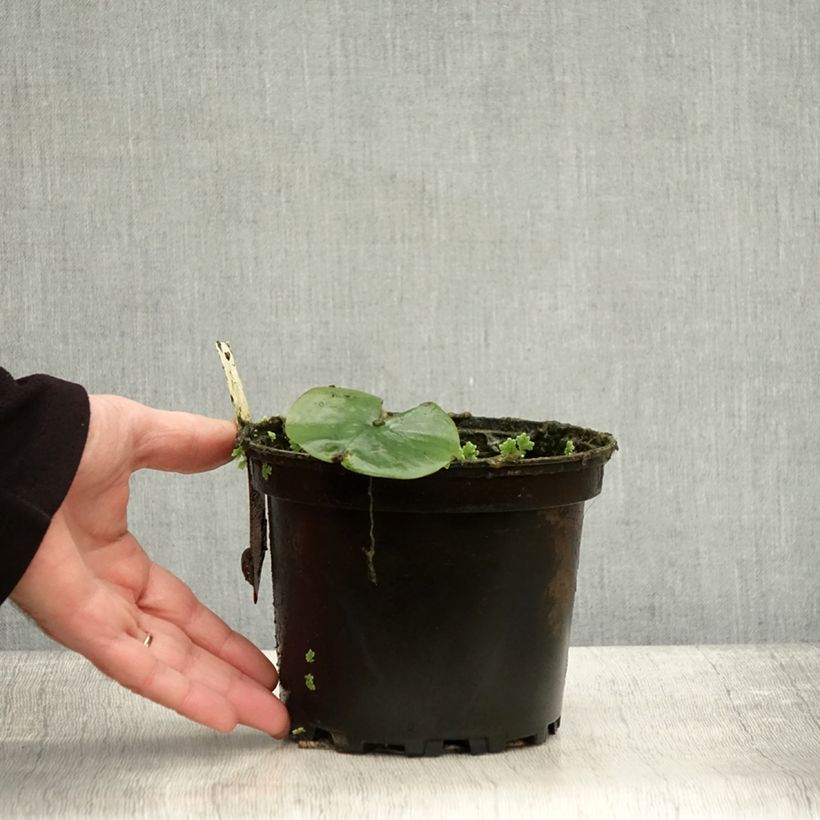 Spécimen de Nymphaea Eugenia de Lande - Nénuphar rustique rose tendre Pot de 1,5L/2L tel que livré en automne