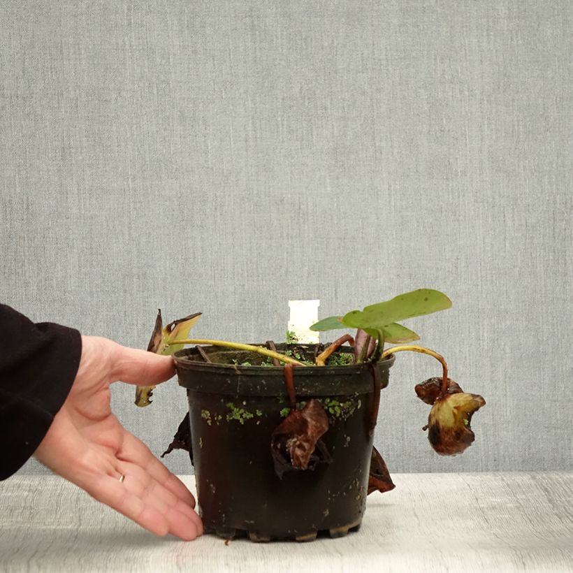 Spécimen de Nymphaea Evelyn Stetson - Nénuphar rustique blanc Pot de 1,5L/2L tel que livré en automne