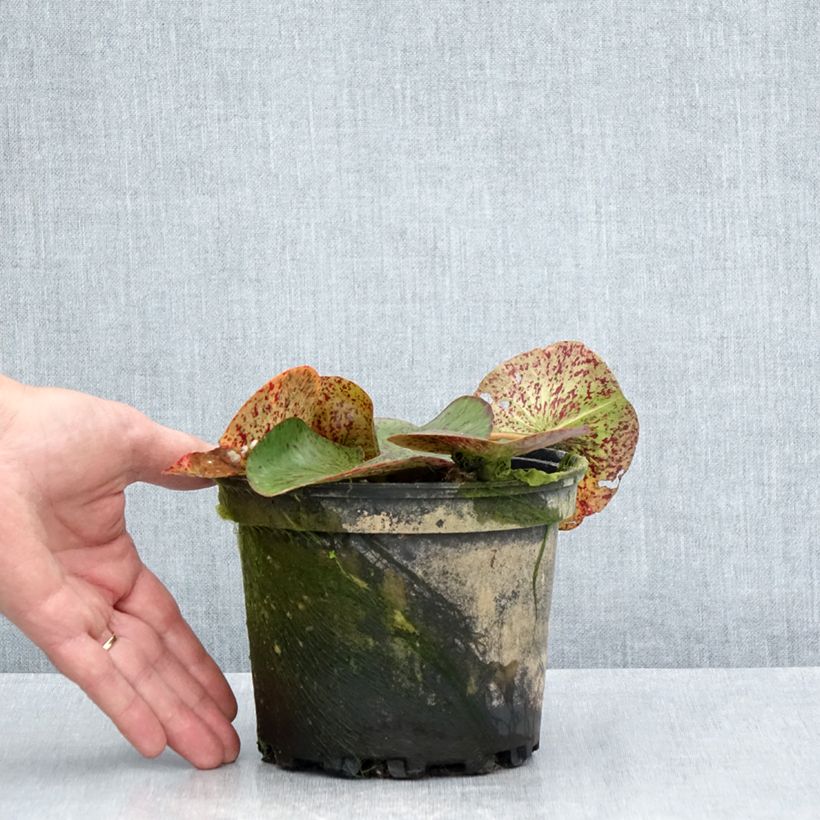 Spécimen de Nymphaea Florida Sunset - Nénuphar rustique pêche cuivré Pot de 1,5L/2L tel que livré en été