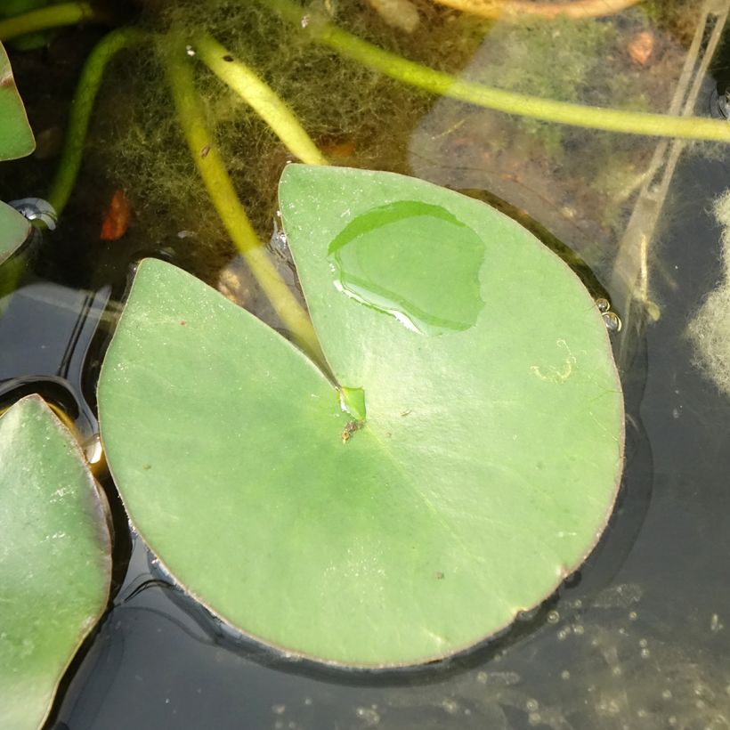 Nymphaea Gladstoniana - Nénuphar rustique (Feuillage)