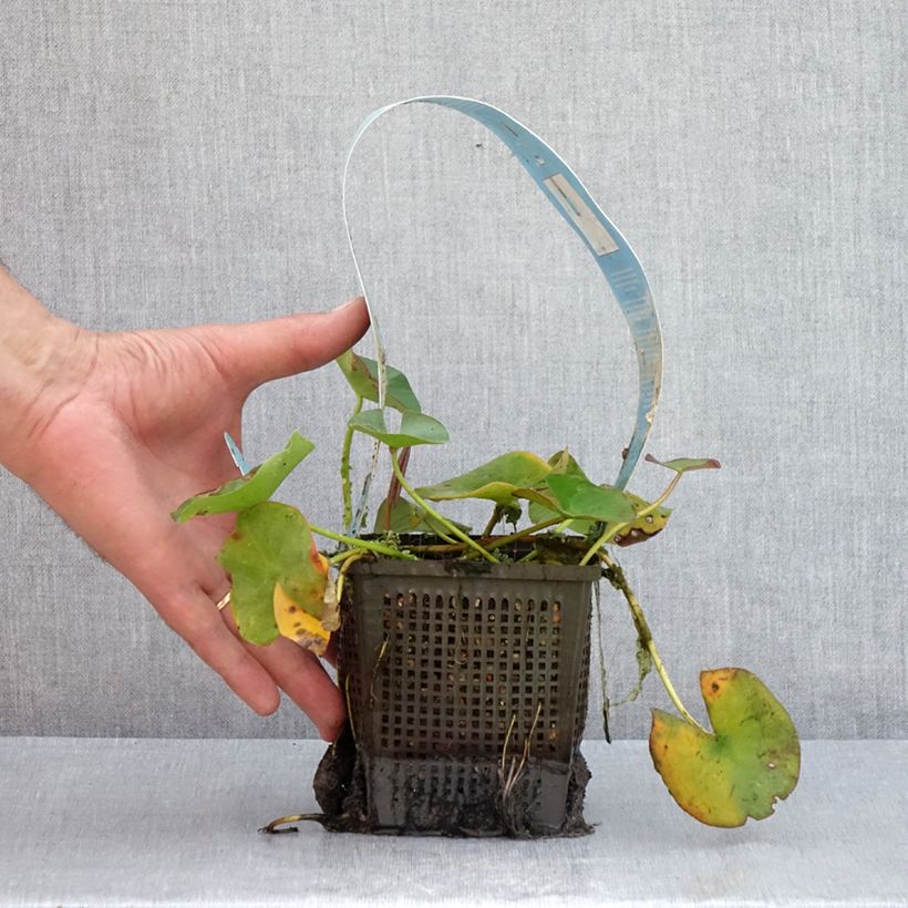 Spécimen de Nymphaea Gladstoniana - Nénuphar rustique Pot de 1L/1,5L tel que livré en été