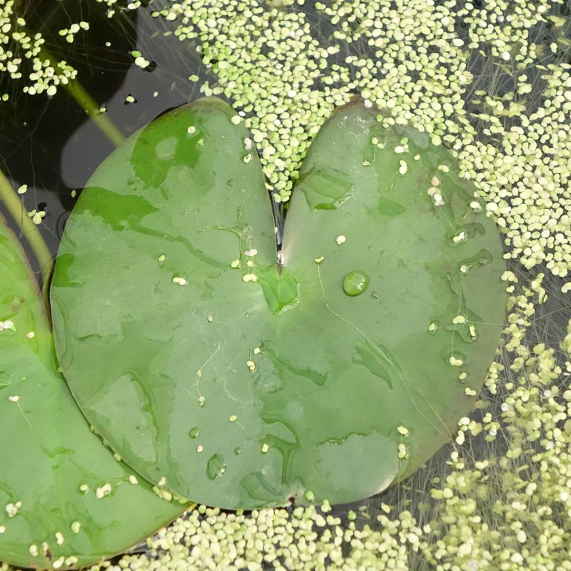 Nymphaea Gonnere - Nénuphar rustique (Feuillage)