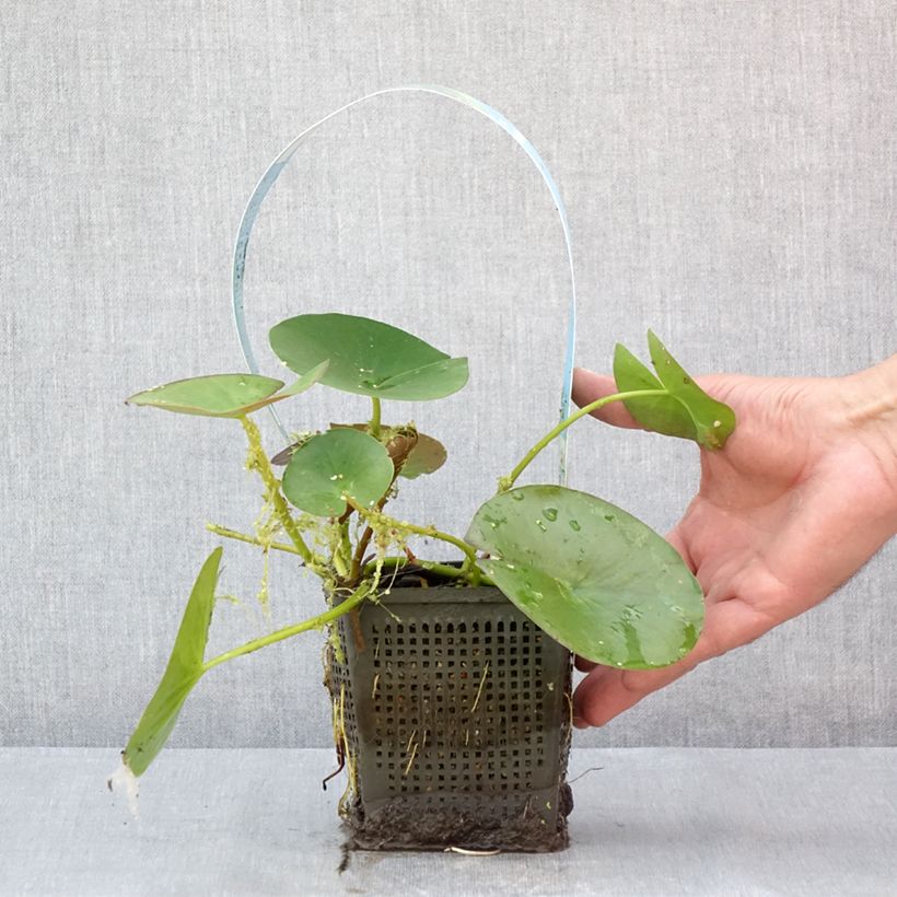 Spécimen de Nymphaea Gonnere - Nénuphar rustique Pot de 1L/1,5L tel que livré en été