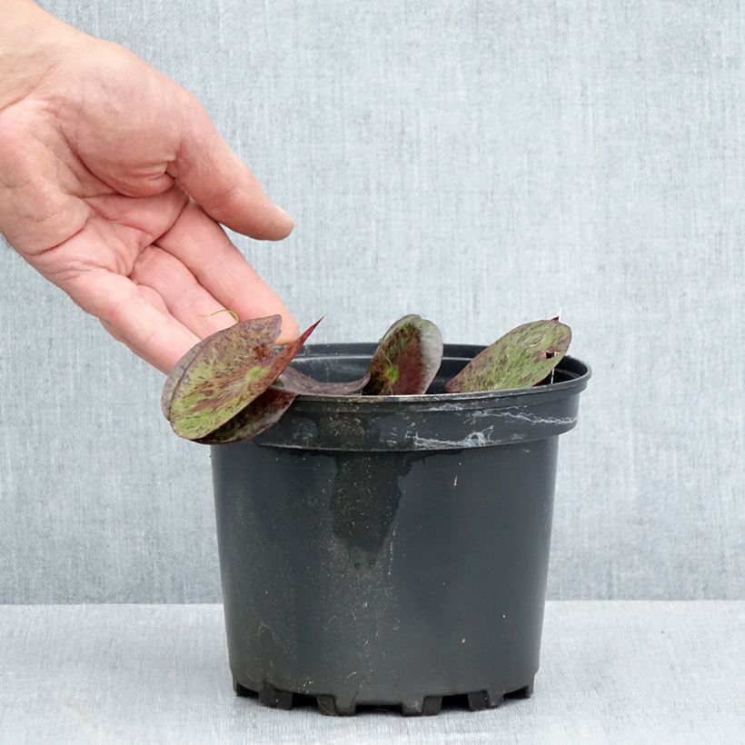 Spécimen de Nymphaea Gregg's Orange Beauty - Nénuphar rustique bicolore Pot de 1,5L/2L tel que livré en été