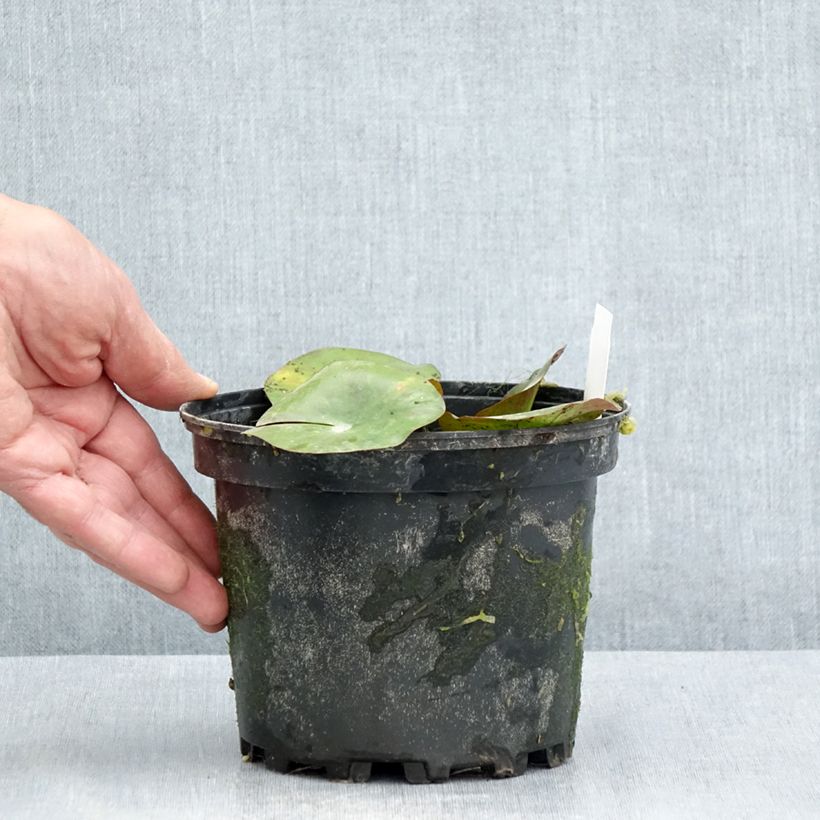 Spécimen de Nymphaea Gypsy - Nénuphar nain rustique rouge Pot de 1,5L/2L tel que livré en été