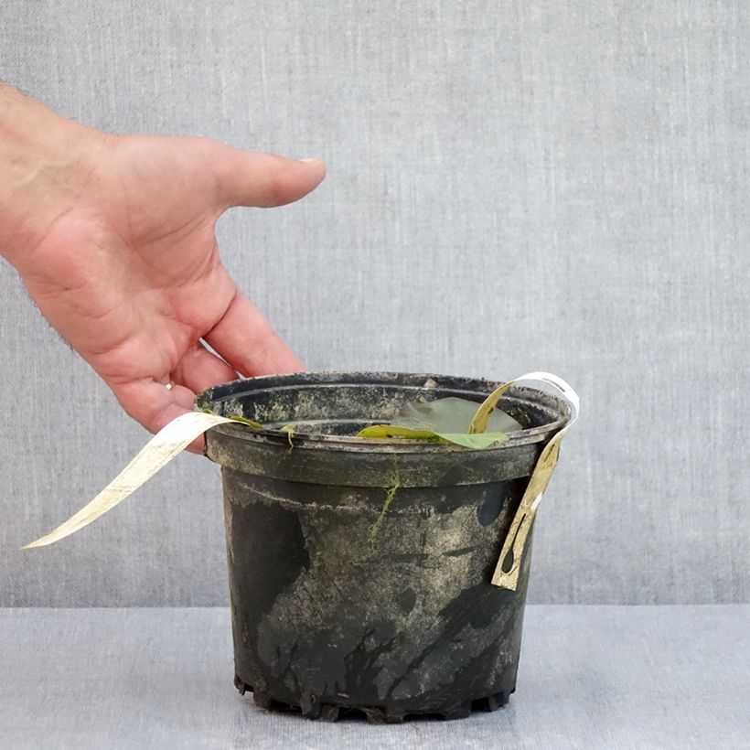 Spécimen de Nymphaea Hal Miller - Nénuphar blanc rustique Pot de 1,5L/2L tel que livré en été
