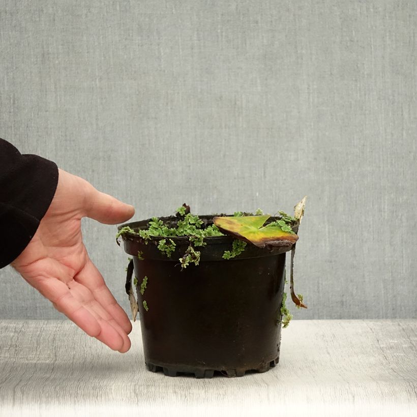 Spécimen de Nymphaea Hermine - Nénuphar blanc rustique Pot de 1,5L/2L tel que livré en automne