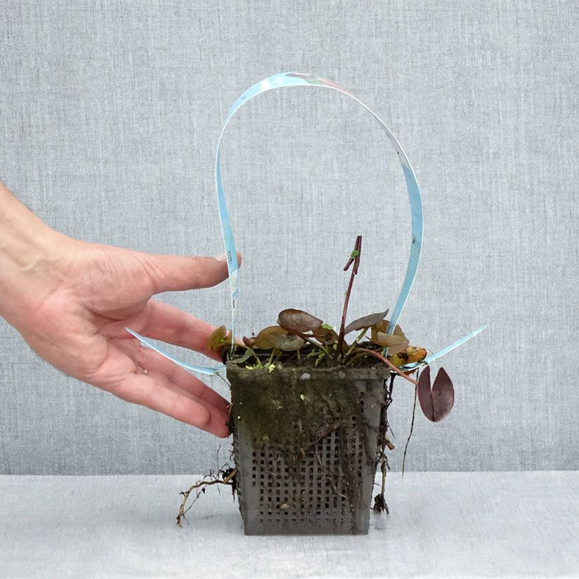 Spécimen de Nymphaea James Brydon - Nénuphar rustique Pot de 1L/1,5L tel que livré en été