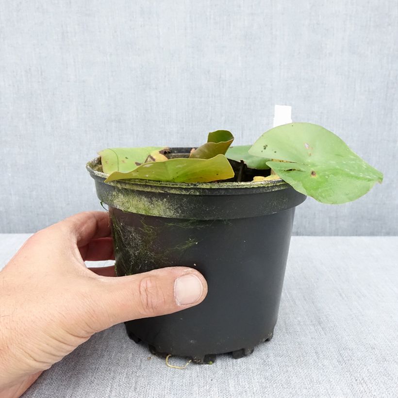 Spécimen de Nymphaea Jean de la Marsalle - Nénuphar rustique rouge rose Pot de 1,5L/2L tel que livré en été