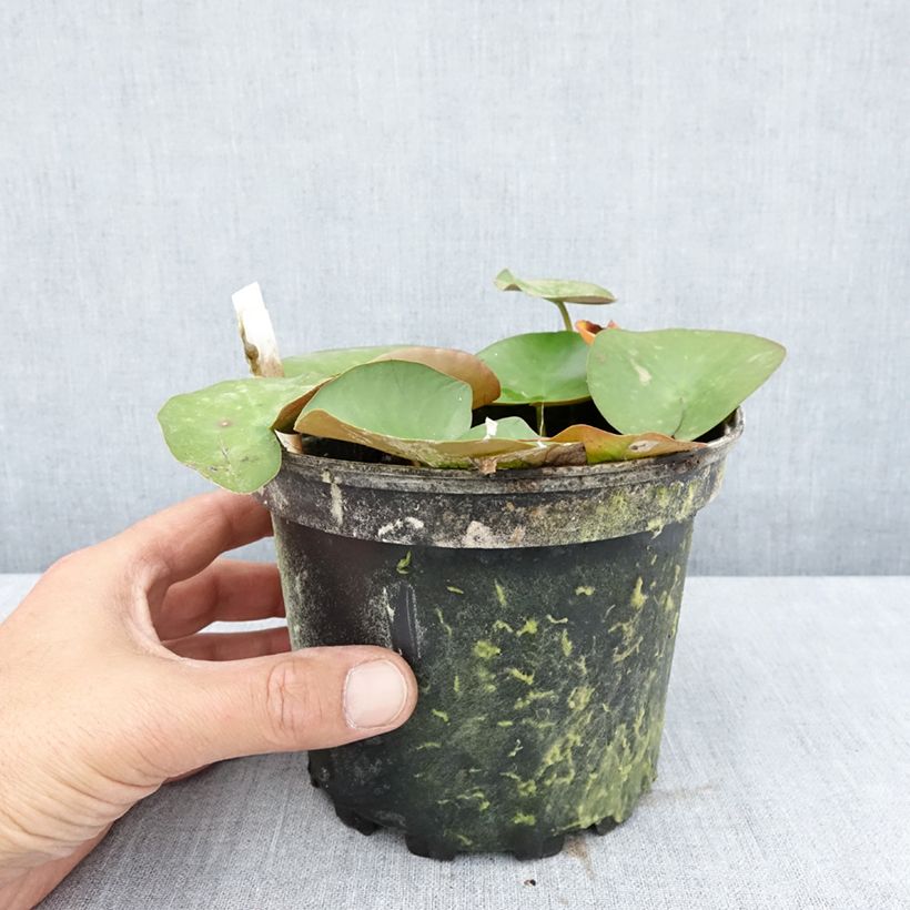 Spécimen de Nymphaea Lactea - Nénuphar rustique blanc Pot de 1,5L/2L tel que livré en été