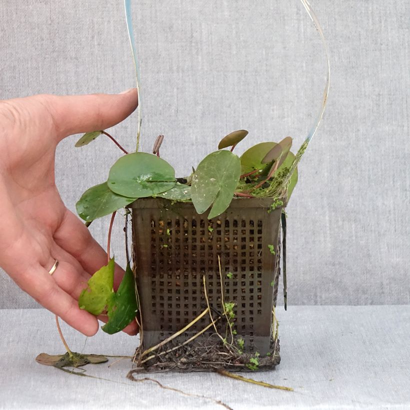 Spécimen de Nymphaea Laydekeri Liliacea - Nénuphar rustique Pot de 1L/1,5L tel que livré en été