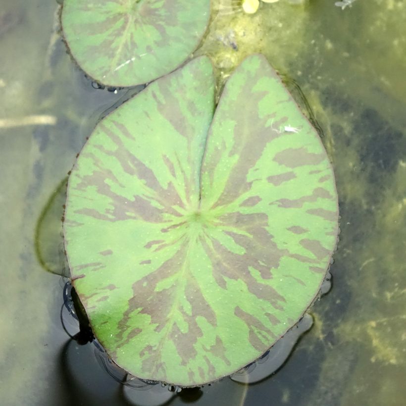 Nymphaea Marian Strawn - Nénuphar tropical blanc (Feuillage)