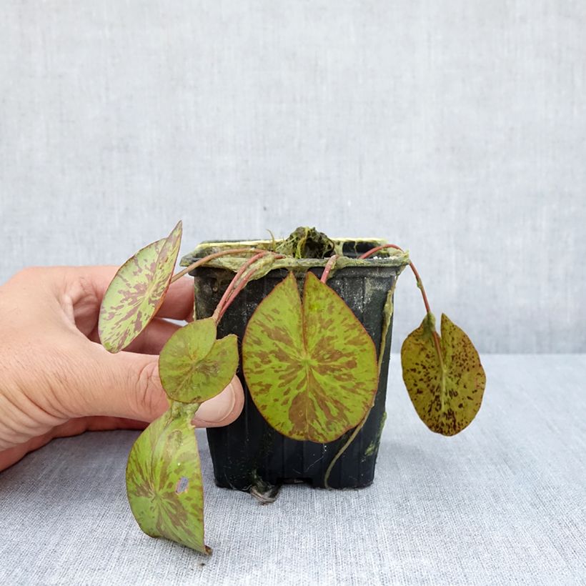 Spécimen de Nymphaea Marian Strawn - Nénuphar tropical blanc Pot de 1,5L/2L tel que livré en été