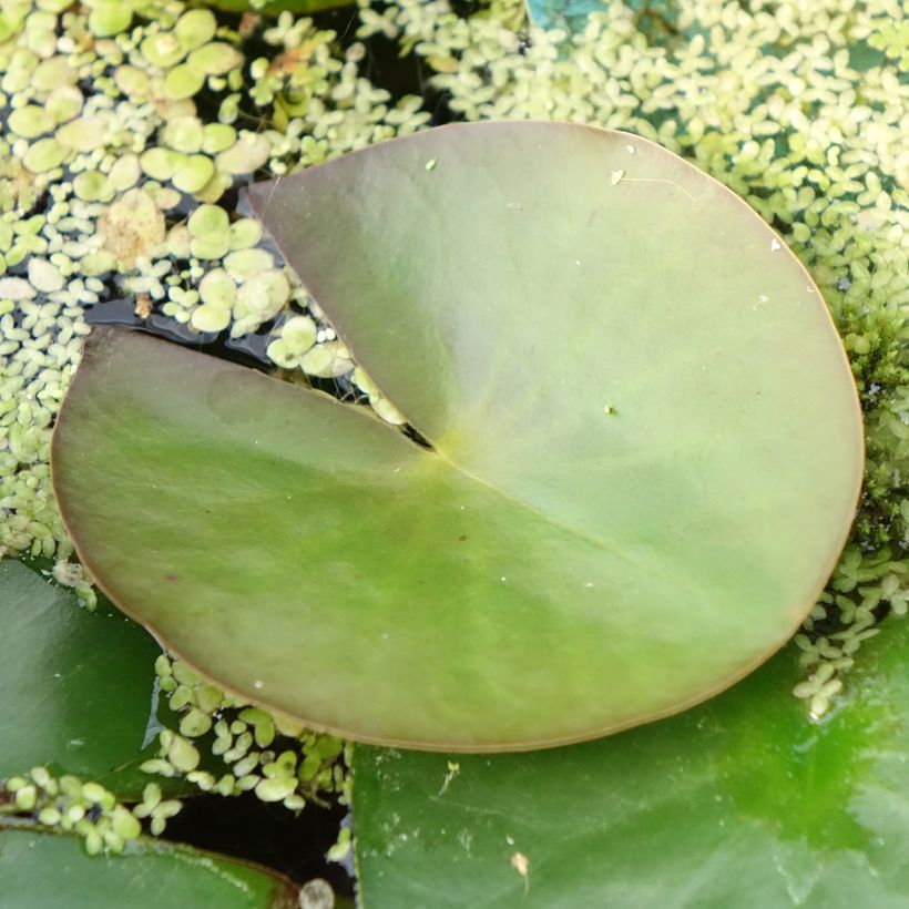 Nymphaea Marliacea Albida - Nénuphar rustique (Feuillage)