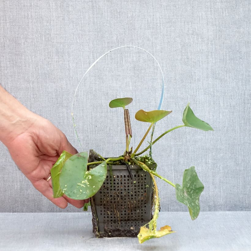 Spécimen de Nymphaea Marliacea Albida - Nénuphar rustique Pot de 1L/1,5L tel que livré en été